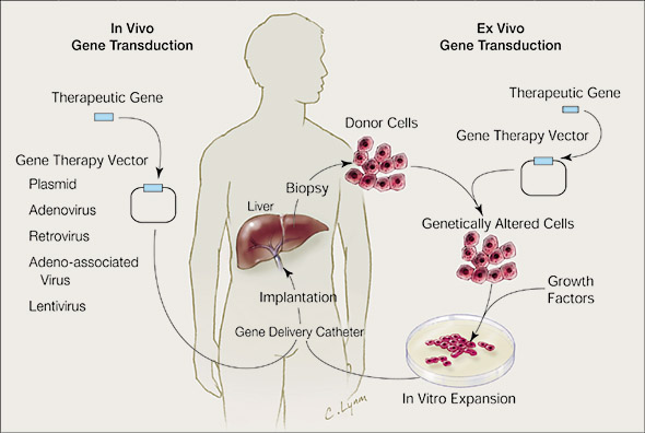 germline gene therapy diagram